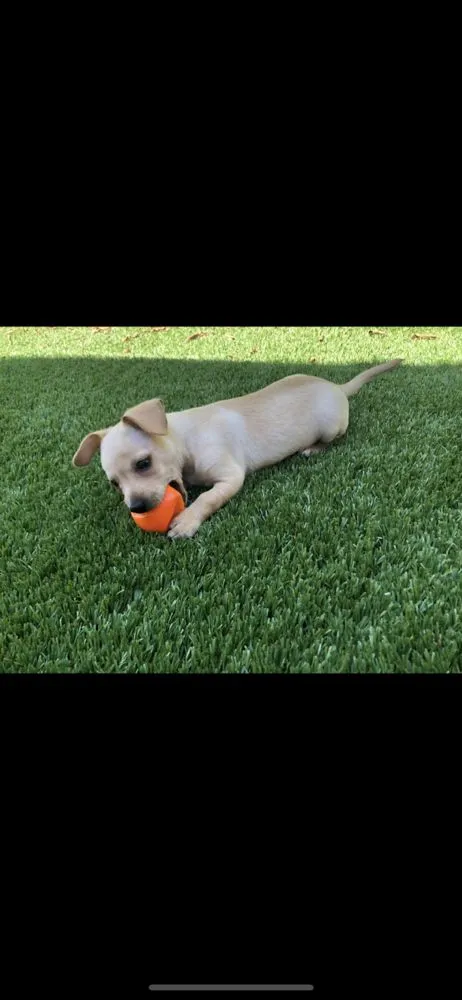 Expert landscaping services for beautiful yards across Encino, CA - Home Sweet Home Remodeling