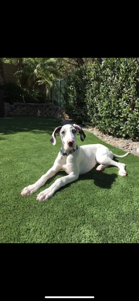 Affordable landscape installation experts serving Encino, CA - Home Sweet Home Remodeling