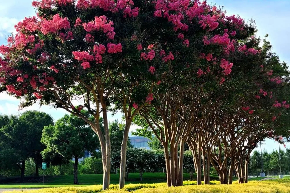 Expert yard maintenance in San Antonio, TX by Home TLC