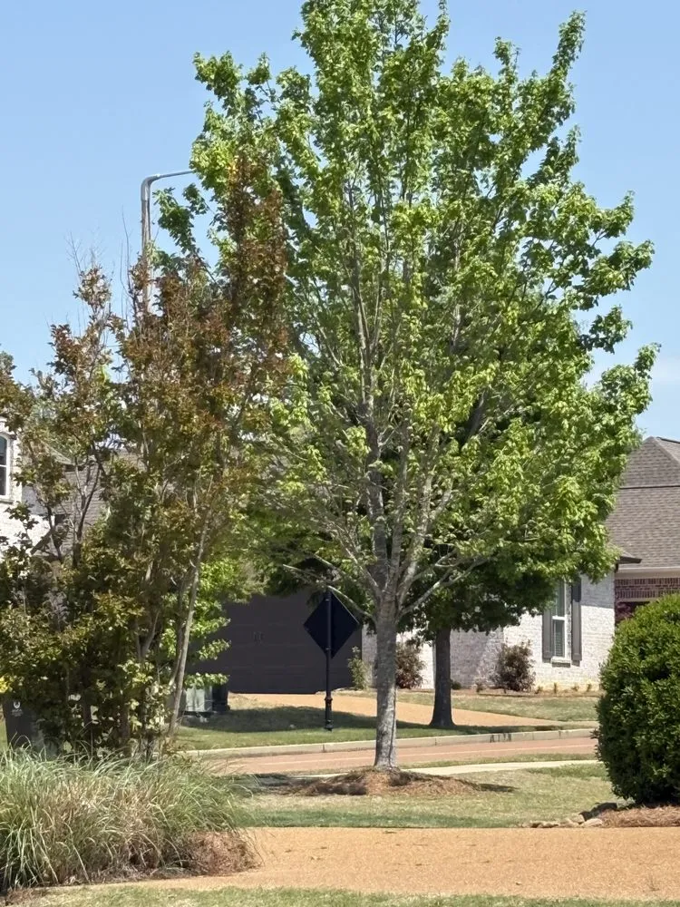 Expert outdoor landscaping near you in Belmont, MS by Home to Heaven Concepts