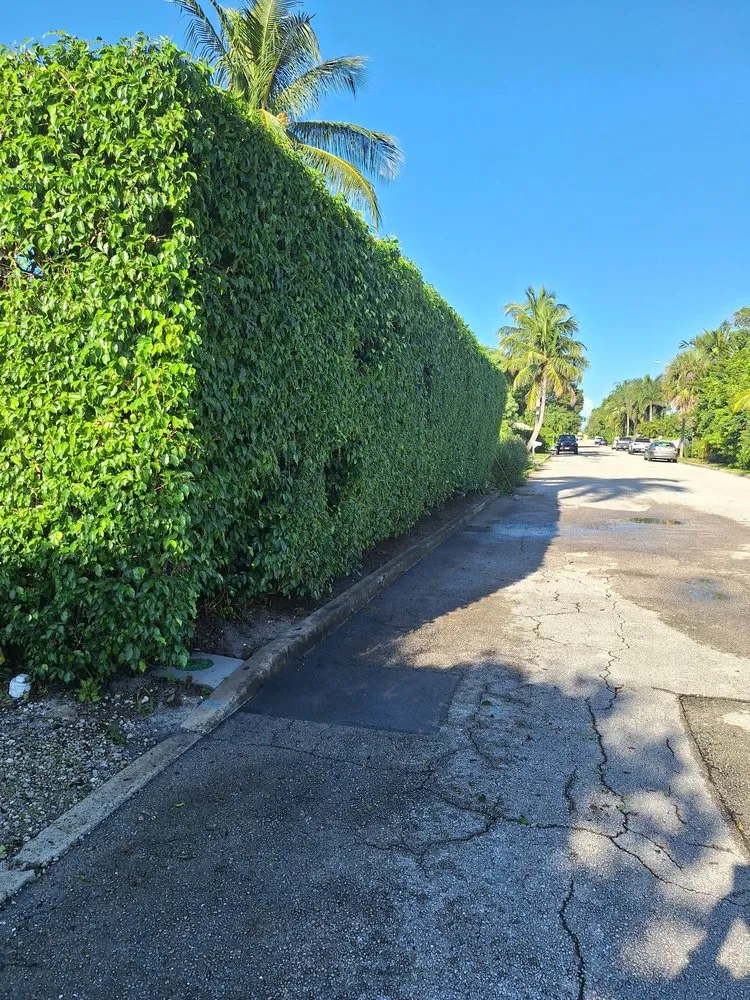 Professional yard cleanup service for outdoor upgrades in West Palm Beach, FL by Home Turf Lawn Care