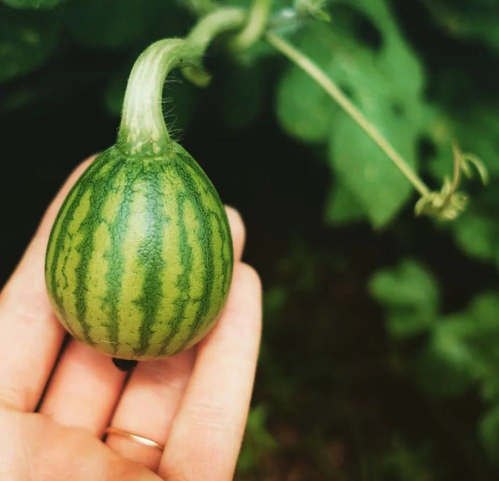 Professional yard cleanup service in Lakeland Highlands, FL - HomeGrown Central Florida