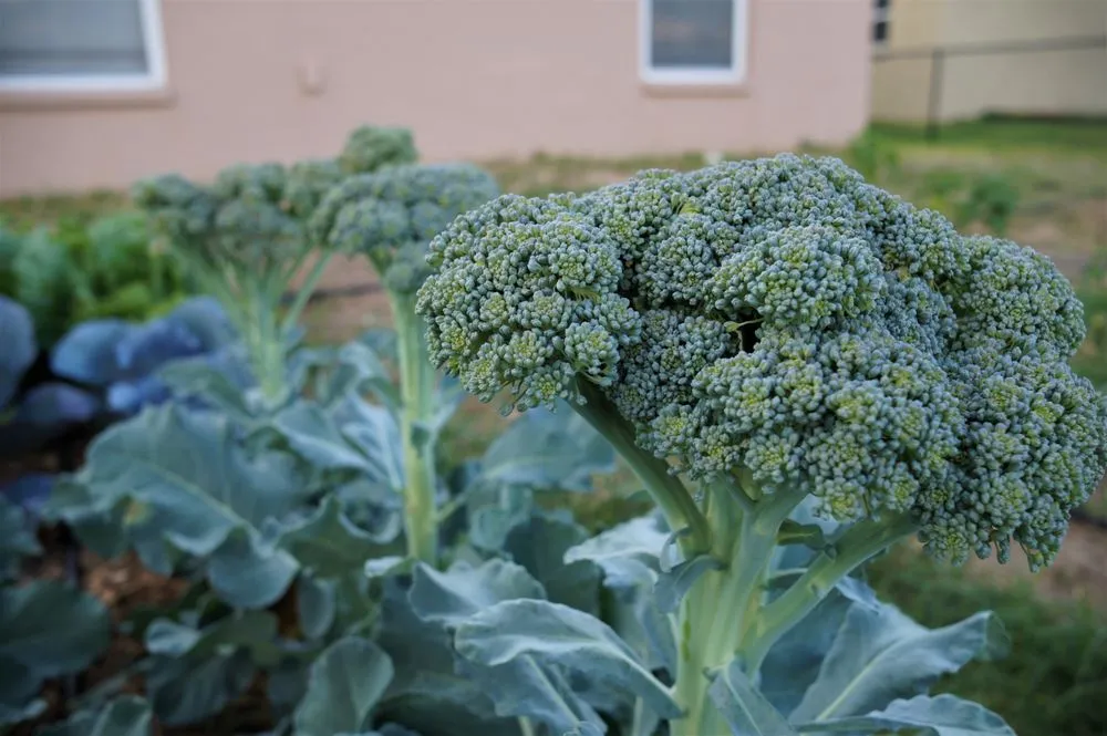 Custom lawn mowing service in Lakeland Highlands, FL - HomeGrown Central Florida