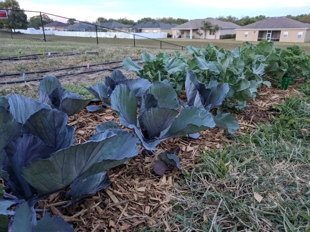 Professional landscape design near you across Lakeland Highlands, FL - HomeGrown Central Florida