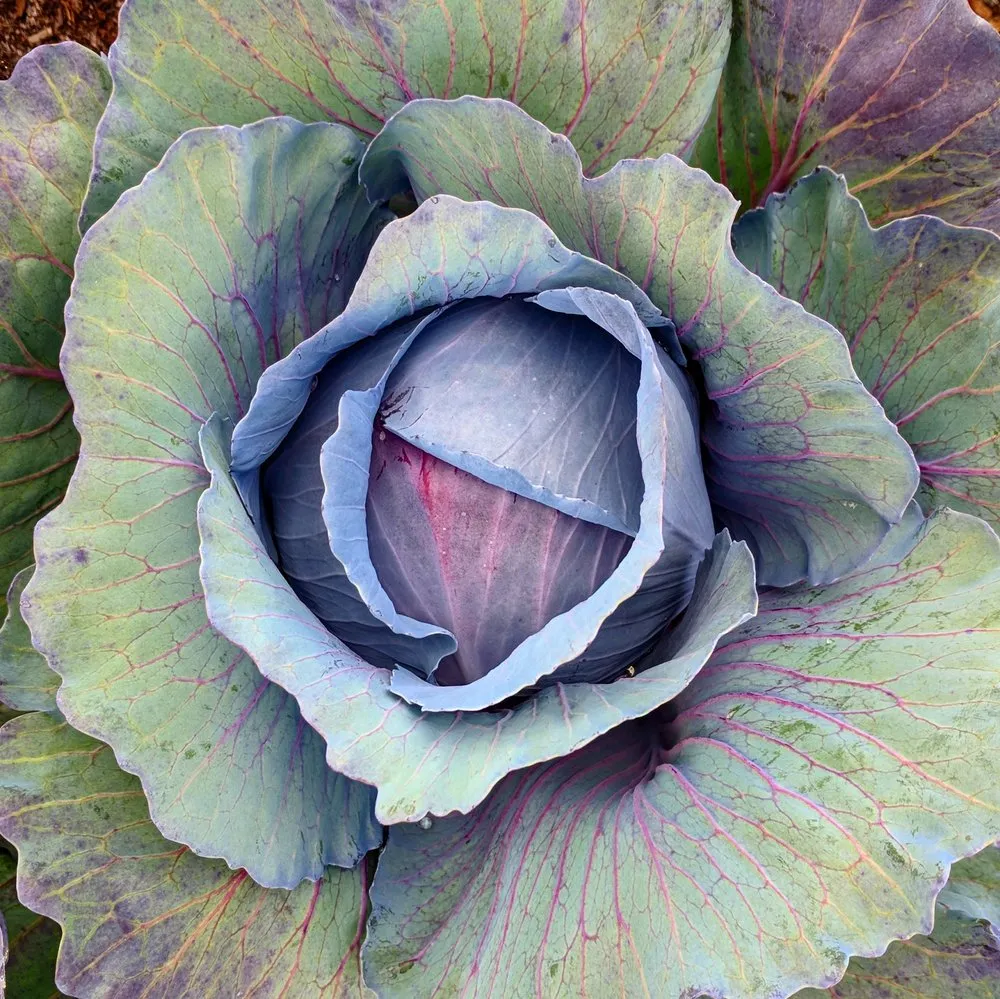 Reliable landscaping services for residential properties across Lakeland Highlands, FL - HomeGrown Central Florida