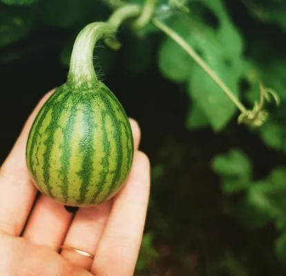 HomeGrown Central Florida