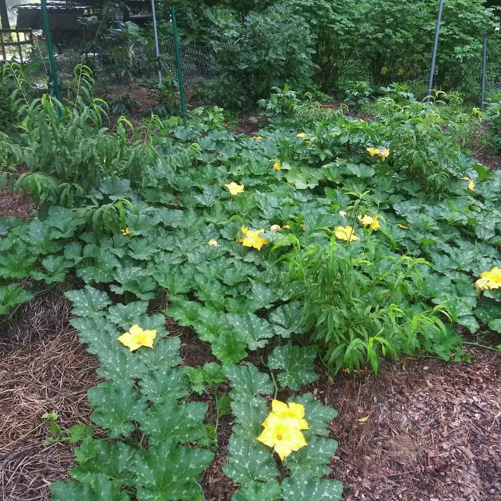 Custom yard cleanup service with custom design in Brooksville, FL by Homegrown Greens