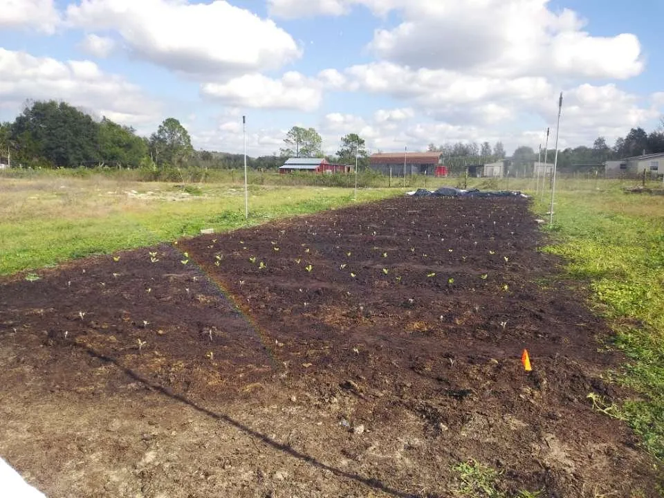 Top-rated residential landscaping for residential properties in Brooksville, FL by Homegrown Greens