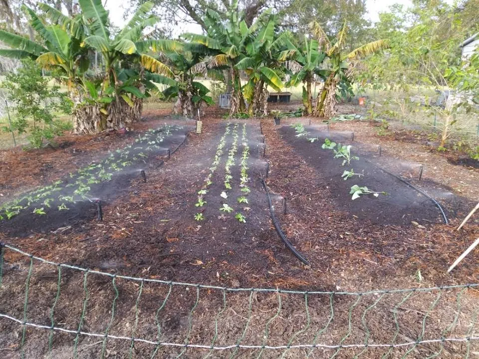 Expert landscaping services in Brooksville, FL by Homegrown Greens