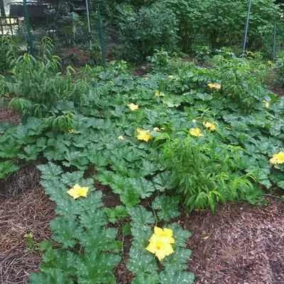 Homegrown Greens Logo