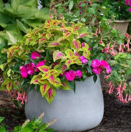 Professional landscape design for homes in Lexington, SC by Homegrown Landscaping & Design