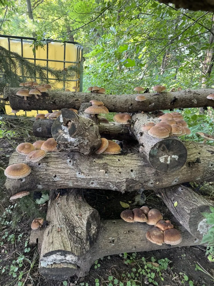 Custom lawn mowing service in New Glarus, WI by Homegrown Native Landscapes