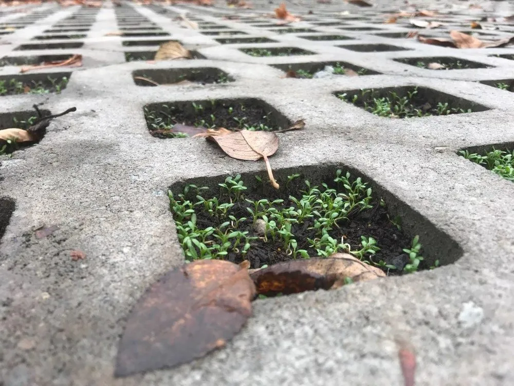 Custom residential landscaping in Seattle, WA - HomeGrown Organics