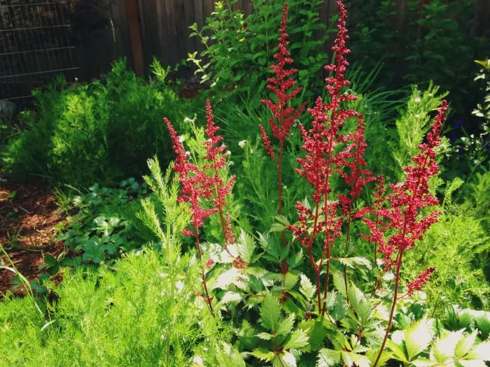 Trusted lawn mowing service experts serving Seattle, WA - HomeGrown Organics