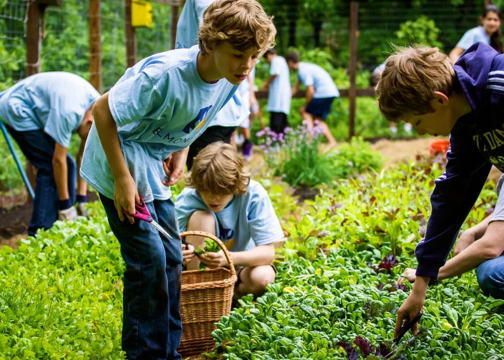 Expert yard maintenance in Arlington, MA - HomeHarvest, Custom Edible Gardens