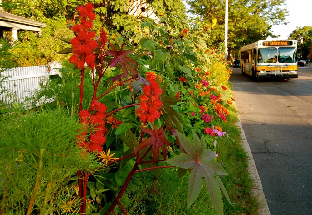Reliable outdoor landscaping experts serving Arlington, MA - HomeHarvest, Custom Edible Gardens