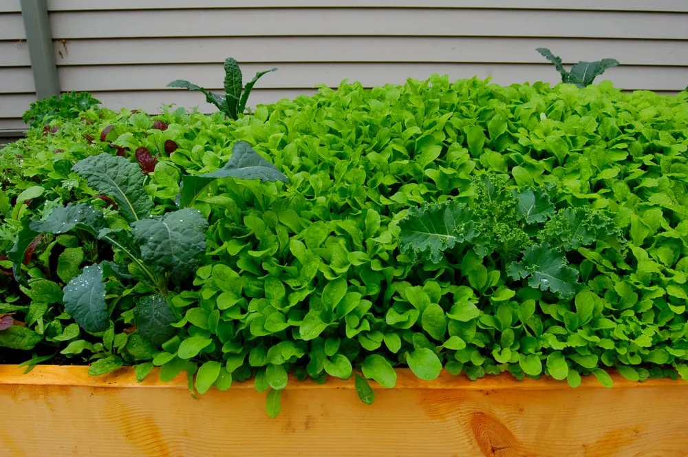 Reliable landscape design for homes across Arlington, MA - HomeHarvest, Custom Edible Gardens