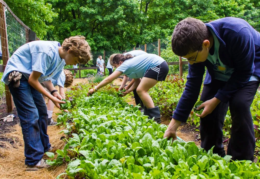 Professional yard cleanup service with custom design in Arlington, MA by HomeHarvest, Custom Edible Gardens