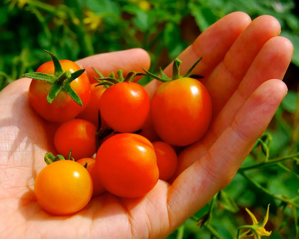 Expert outdoor landscaping in Arlington, MA by HomeHarvest, Custom Edible Gardens