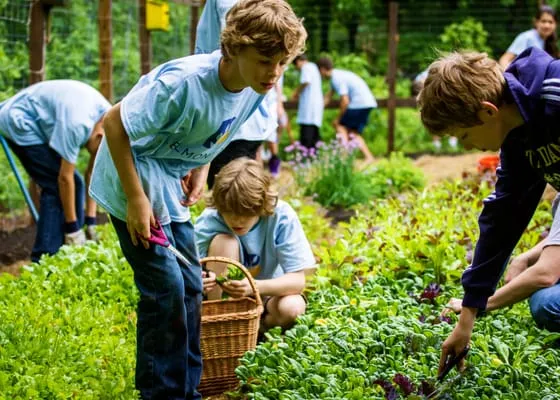 HomeHarvest, Custom Edible Gardens