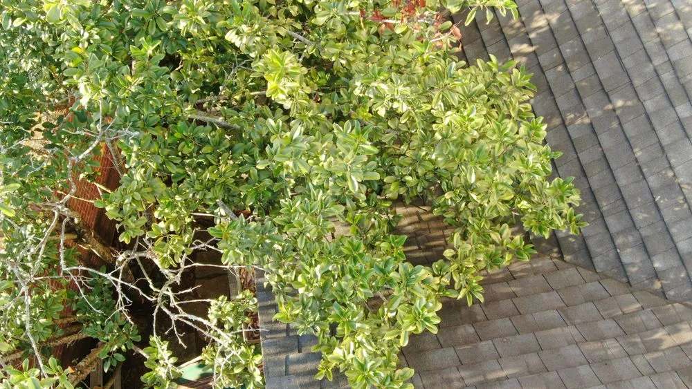 Trusted lawn care service in Metairie, LA by HomePilot