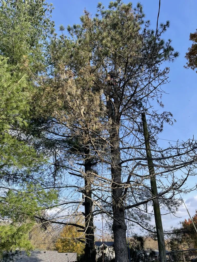 Professional yard maintenance in Harrodsburg, KY by Homescapes