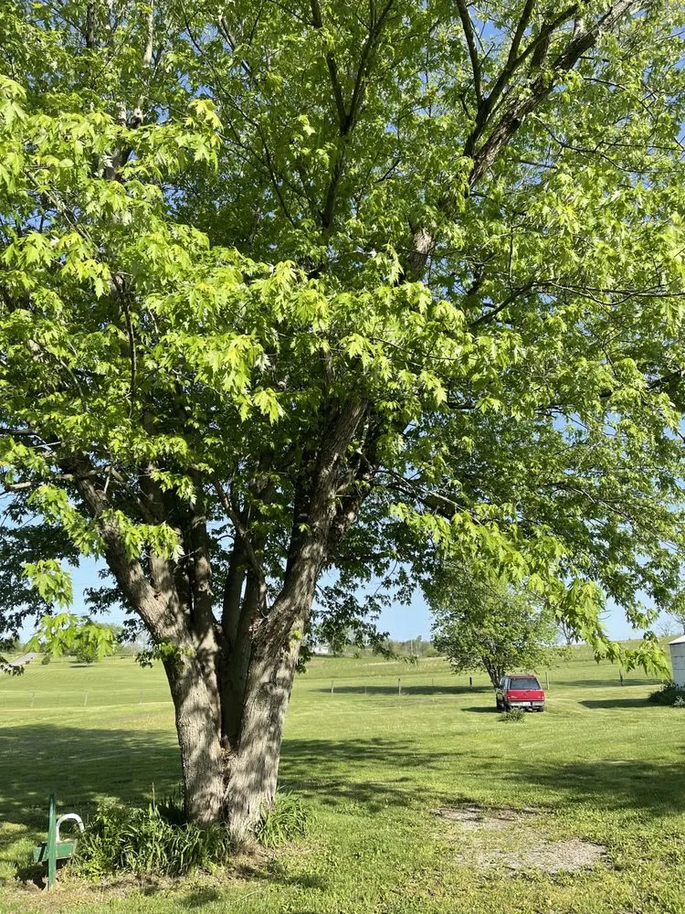 Reliable yard maintenance experts serving Harrodsburg, KY - Homescapes