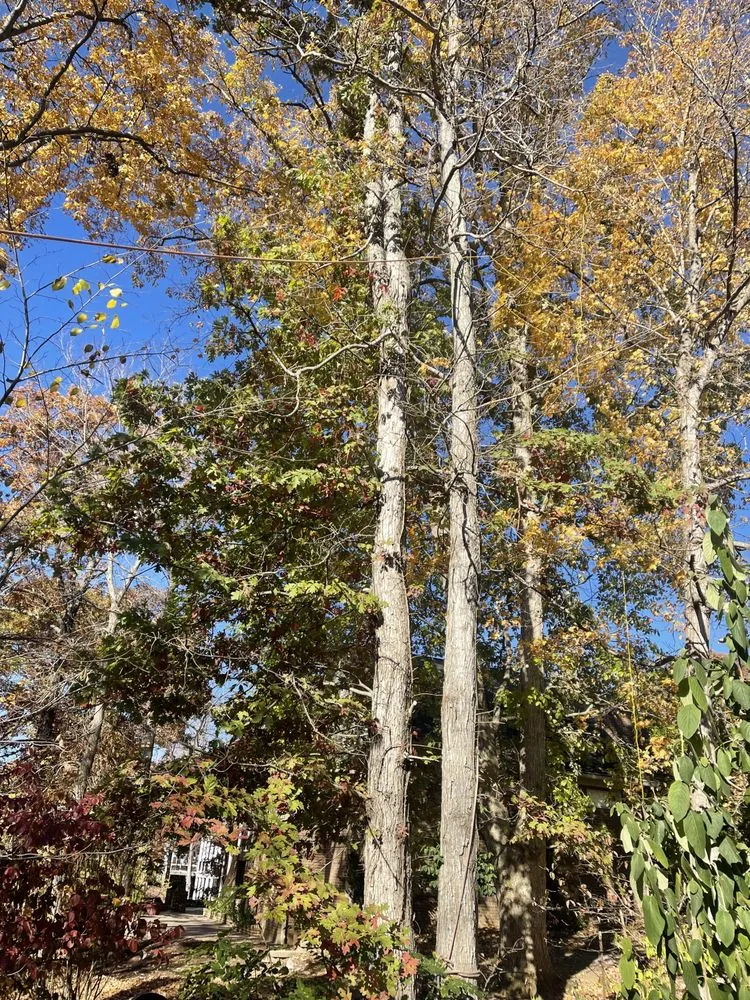 Top-rated yard cleanup service for homes across Harrodsburg, KY - Homescapes