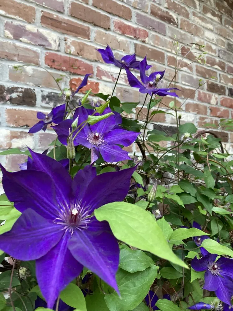 Affordable garden landscaping in Madison, MS - Homescapes Lawn & Garden