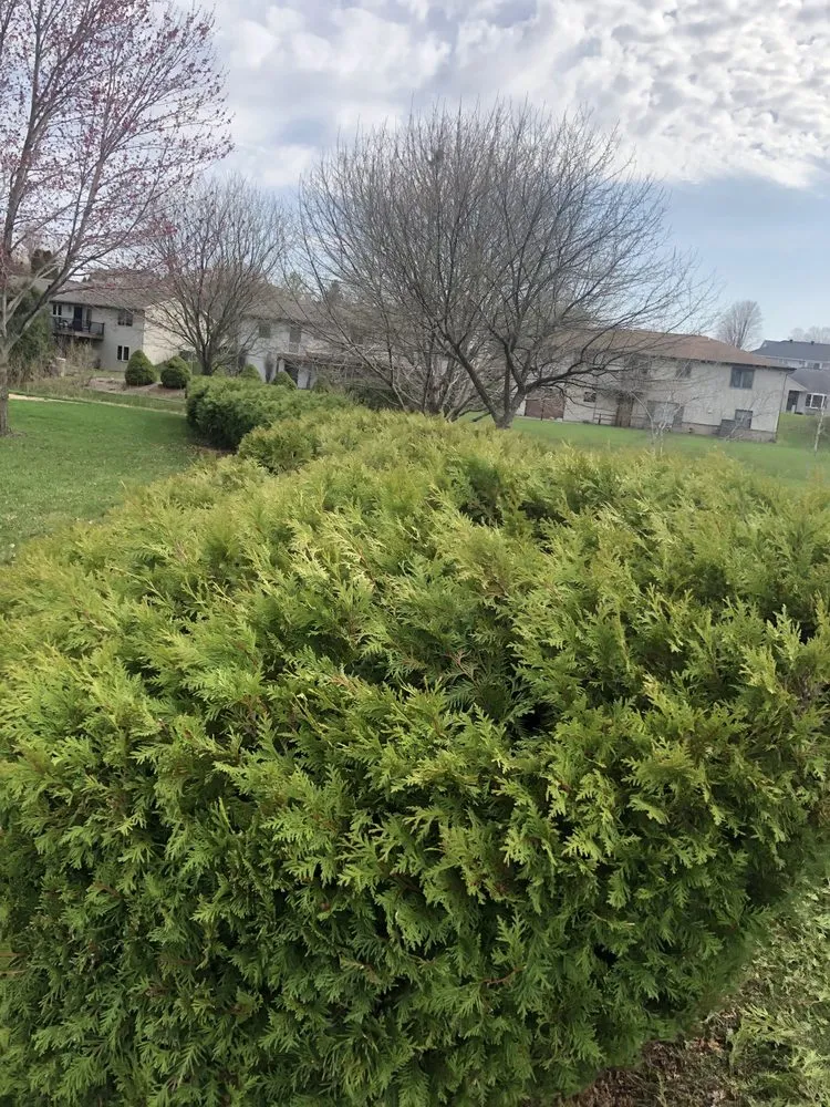 Custom yard cleanup service near you in Dubuque, IA by Homestead Eco-Innovations