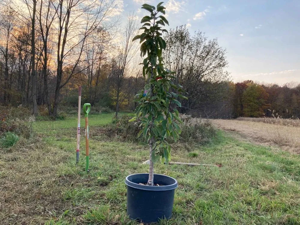 Custom landscape design in Mattawan, MI - Homestead Handiwork
