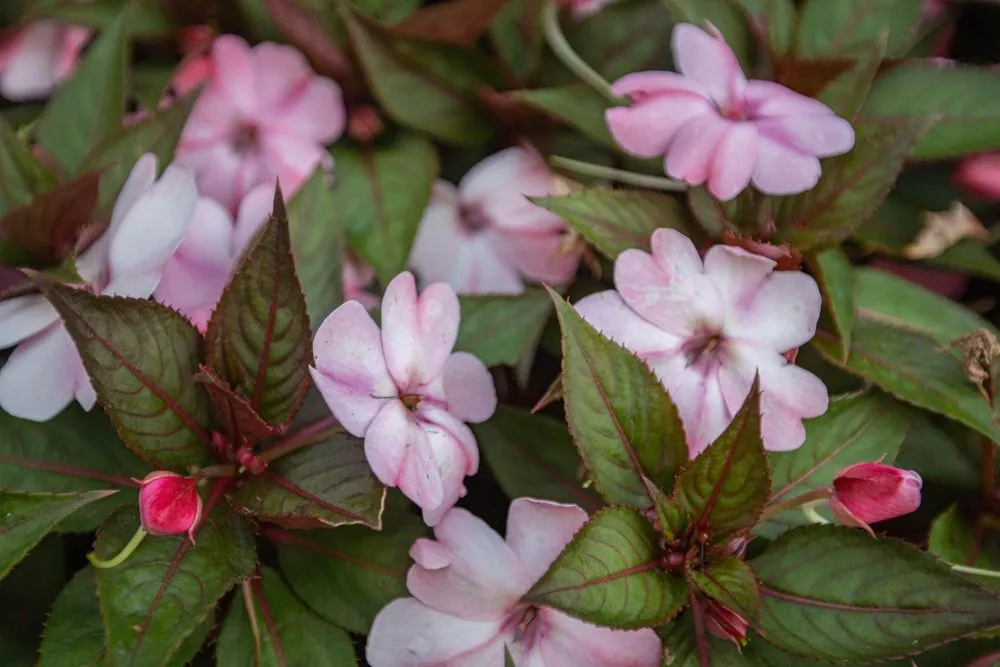 Affordable lawn care service for outdoor upgrades in Edmond, OK by Homestead Landscape & Construction