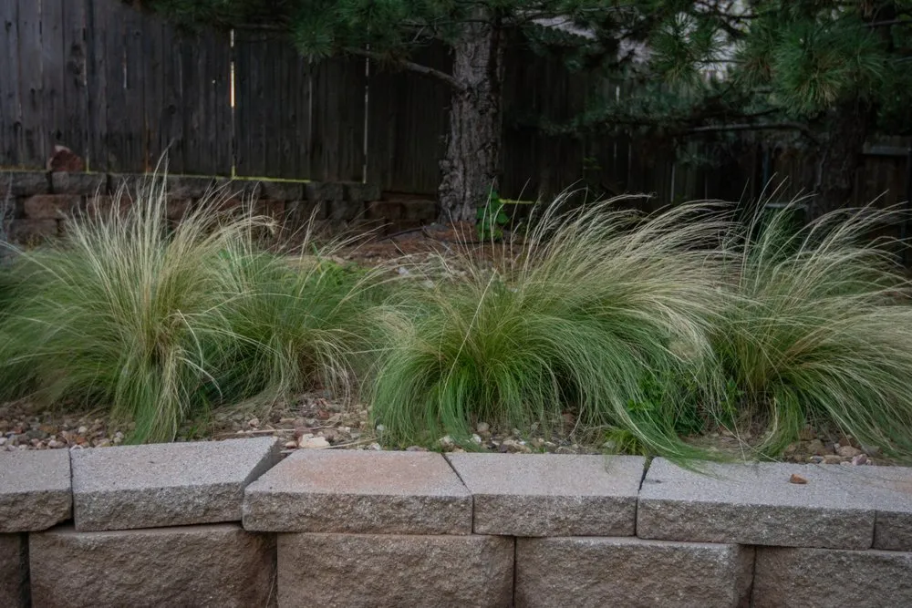 Expert yard cleanup service in Edmond, OK by Homestead Landscape & Construction