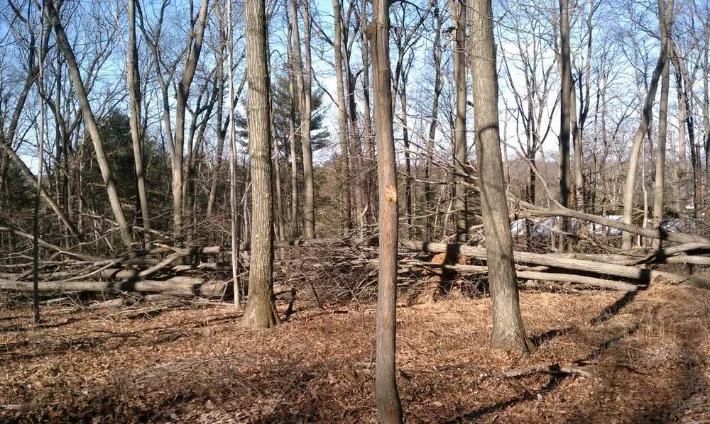 Local landscape design in Glen Gardner, NJ by Homestead Lawn & Landscaping