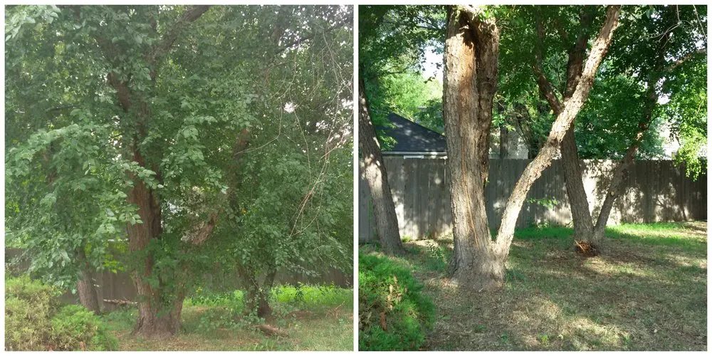 Top-rated yard cleanup service experts serving Burrton, KS - Homestead Services