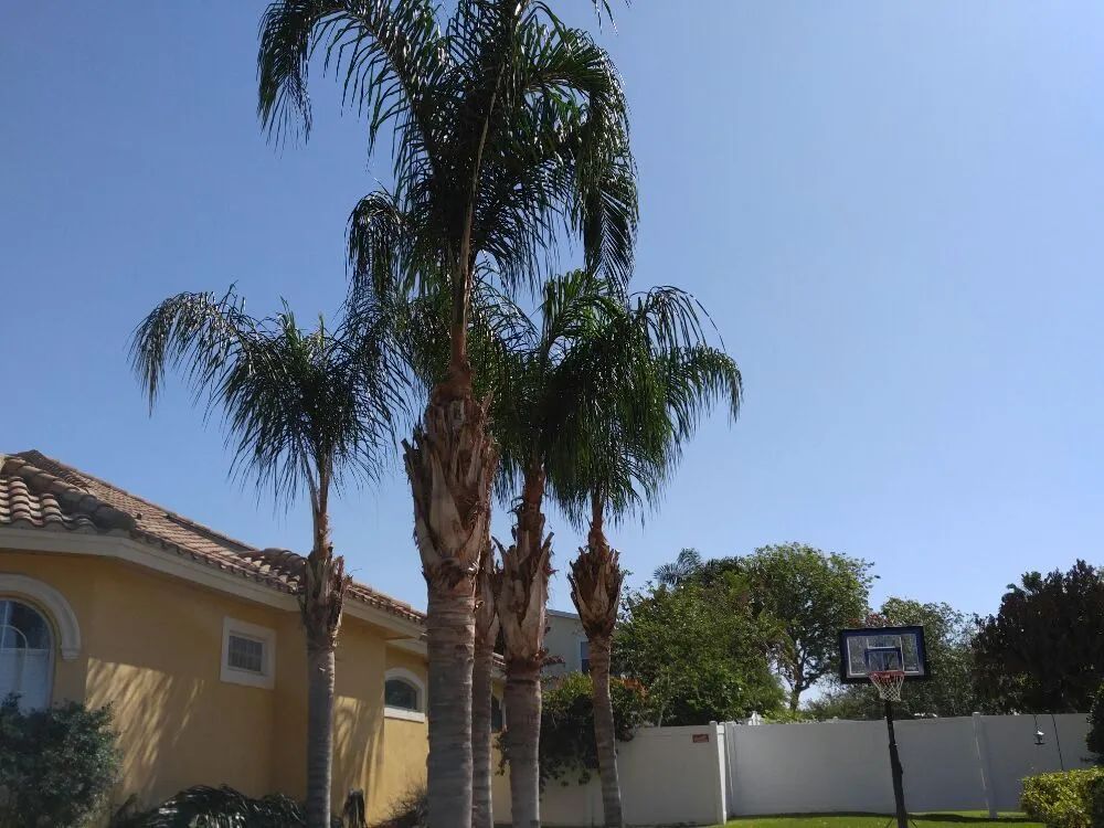 Professional yard maintenance in Wesley Chapel, FL by HomeTeam Lawn & Landscape