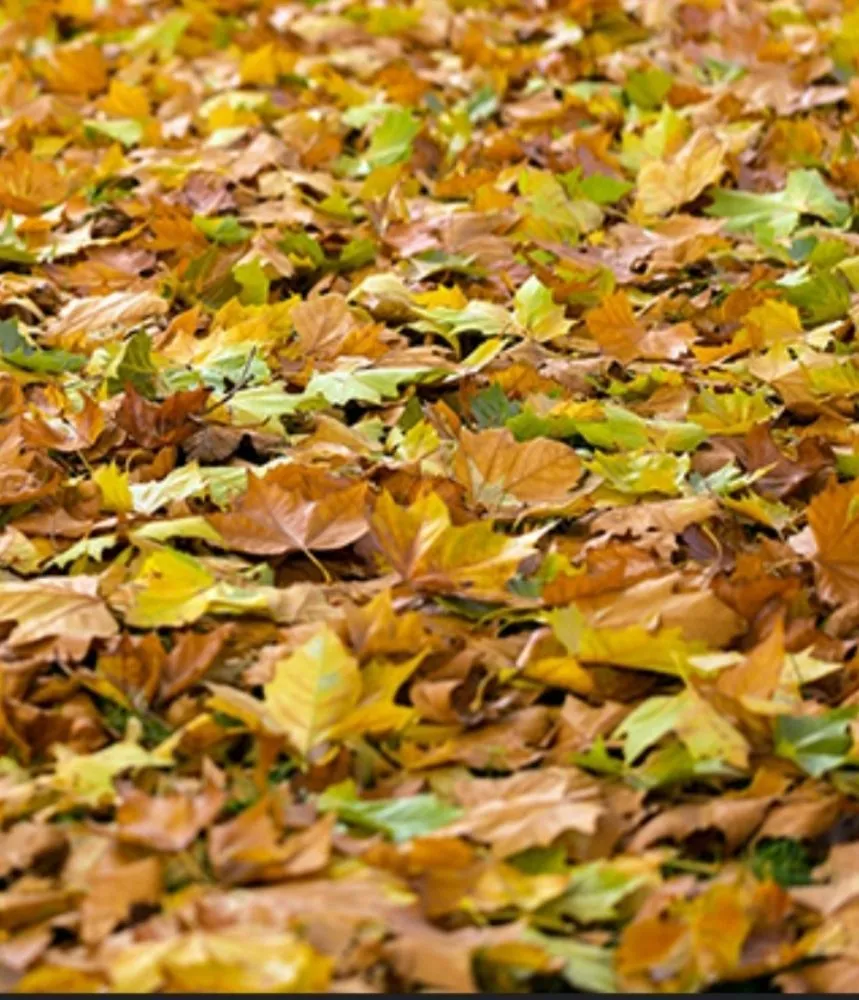 Reliable garden landscaping near you in Cottonwood, AZ by Hometown Handyman