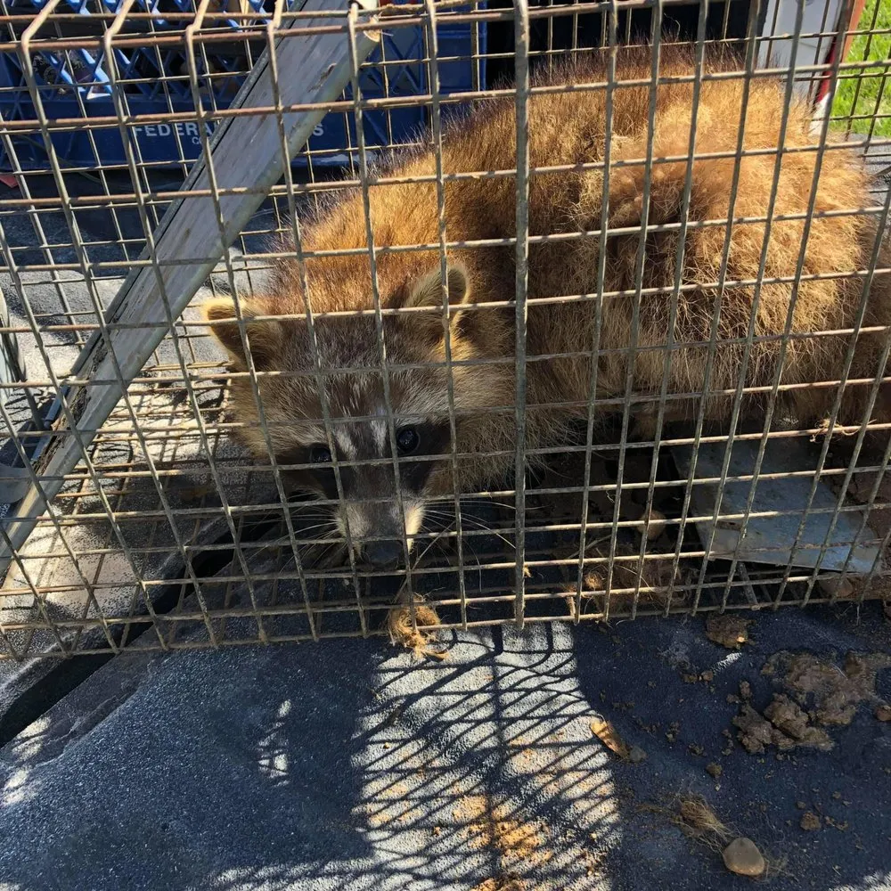 Top-rated lawn mowing service in Swartz Creek, MI by Hometown Outdoor Services