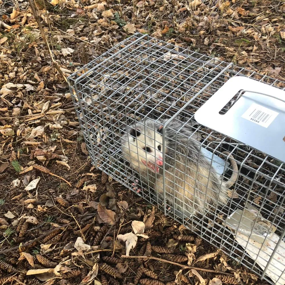 Custom yard cleanup service experts serving Swartz Creek, MI - Hometown Outdoor Services