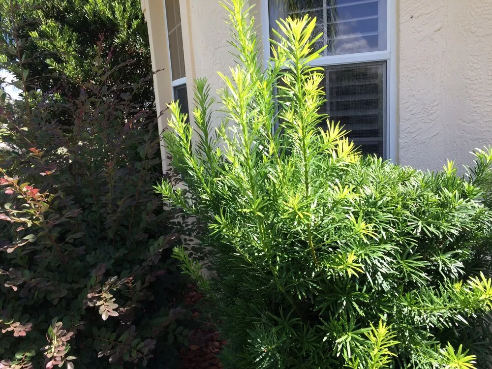 Trusted outdoor landscaping near you in Belleview, FL by HomeTown Quality Services