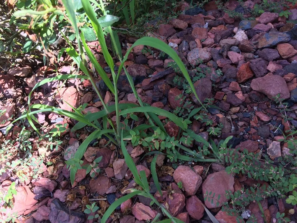 Reliable landscaping services with custom design across Belleview, FL - HomeTown Quality Services