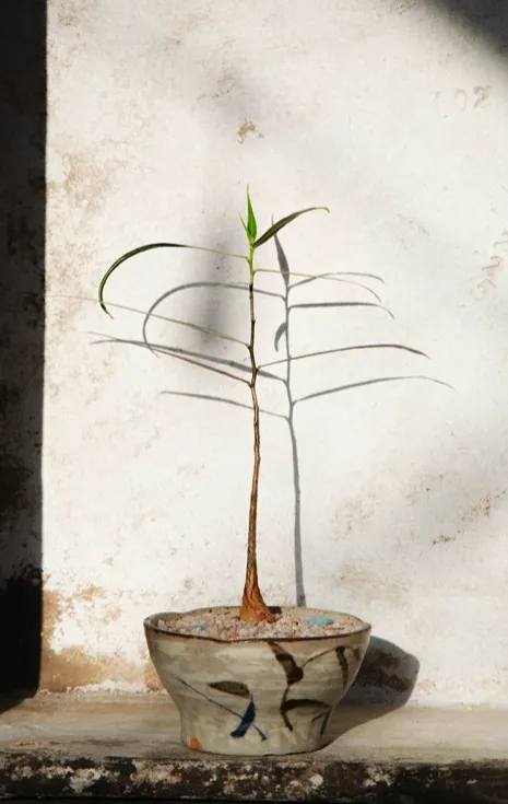 Professional lawn care service in West Hollywood, CA - Hommes and Gardens