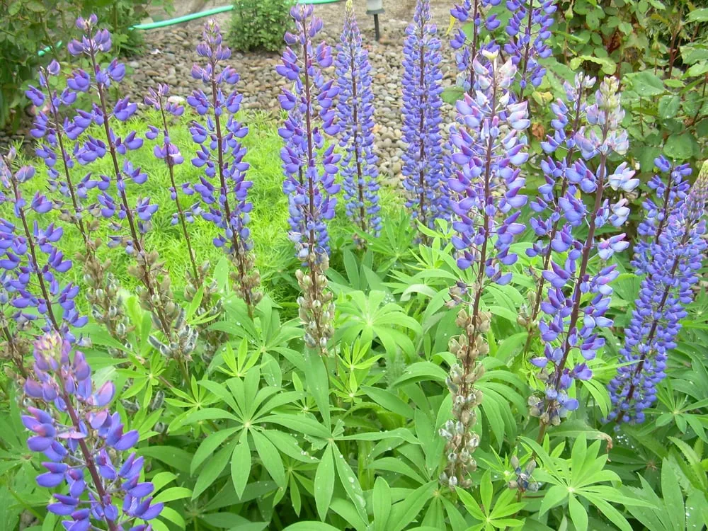 Custom outdoor landscaping experts serving Goshen, NY - Honest Landscaping and Interiors