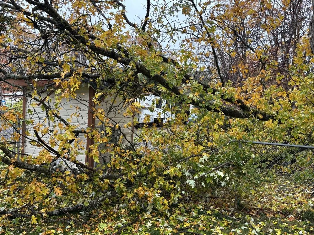 Local residential landscaping in Jacksonville, OR by Honest Tree