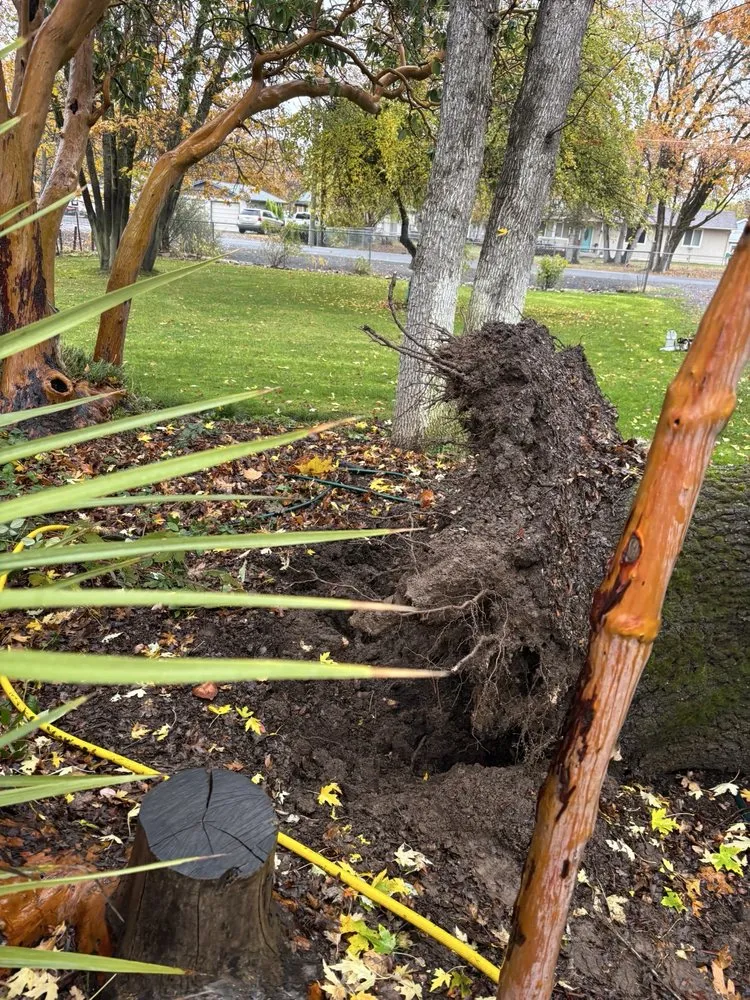 Local yard maintenance for homes in Jacksonville, OR by Honest Tree