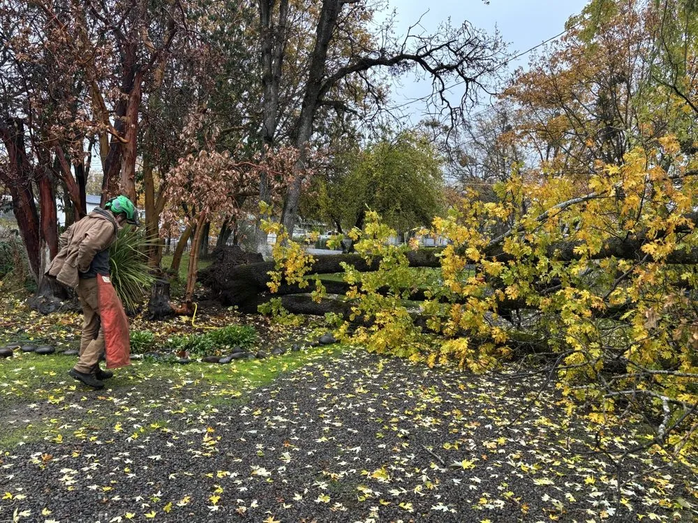 Affordable outdoor landscaping near you in Jacksonville, OR by Honest Tree