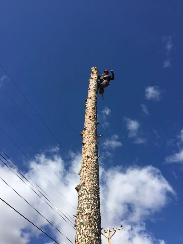 Top-rated landscaping services for residential properties across Jacksonville, OR - Honest Tree