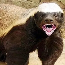 Professional landscape installation experts serving West Columbia, SC - Honey Badger Lawn Care & Landscaping