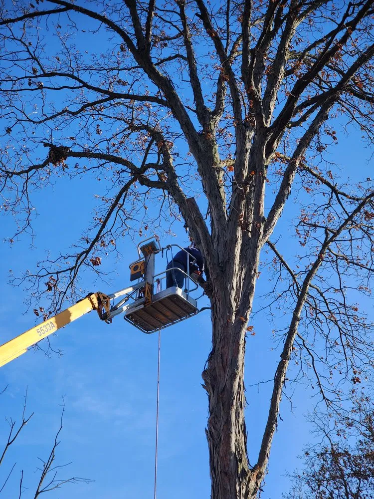 Trusted lawn mowing service experts serving Cloverdale, IN - Honey Bear Tree Care