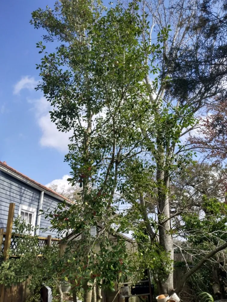 Custom residential landscaping in Metairie, LA - Honey Bear Tree Service And Lawn Care